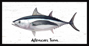 Catching Albacore Tuna Fishing