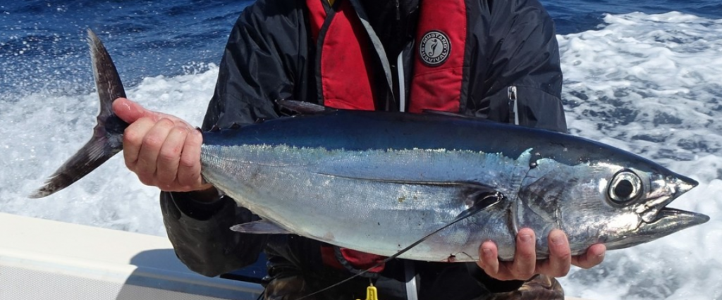 Catching Albacore Tuna 