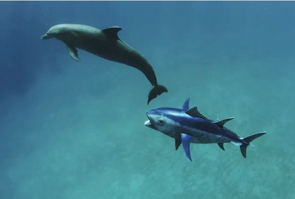 tuna catching dolphin 